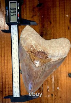 INDONESIAN Megalodon Shark Tooth Great Colors 5.68 in. High Quality