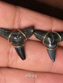 ITALIAN 14k YELLOW GOLD MEGALODON SHARK TOOTH FOSSIL EARRINGS STUD 2.90G 20mm