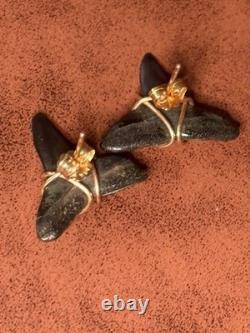 ITALIAN 14k YELLOW GOLD MEGALODON SHARK TOOTH FOSSIL EARRINGS STUD 2.90G 20mm