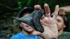 I Found A Beast Megalodon Tooth Florida Fossil Hunting For Megalodon Shark Teeth