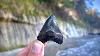 I M Back Finding A Megalodon Tooth And Stingray Fossils Shark Tooth Collecting