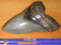 Incredible Huge 5.69 Fossil Megalodon Tooth No Repair Or Restoration! Aaa+++