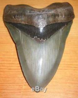 Incredible Huge 5.69 Fossil Megalodon Tooth No Repair Or Restoration! Aaa+++