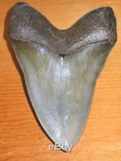 Incredible Huge 5.69 Fossil Megalodon Tooth No Repair Or Restoration! Aaa+++