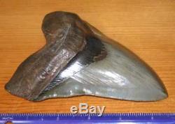 Incredible Huge 5.69 Fossil Megalodon Tooth No Repair Or Restoration! Aaa+++