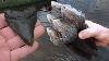 Incredible Mastodon Tooth Giant Sloth Jaw Megalodon Shark Tooth And More Fossil Hunting Florida