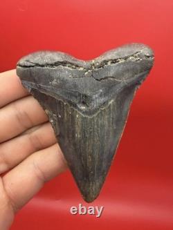 Incredible Megalodon Tooth Beautiful Symmetrical 3.54 All Natural No Repair