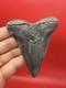 Incredible Megalodon Tooth Beautiful Symmetrical 3.54 All Natural No Repair