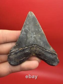 Incredible Megalodon Tooth Beautiful Symmetrical 3.54 All Natural No Repair