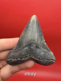 Incredible Megalodon Tooth Beautiful Symmetrical 3.54 All Natural No Repair
