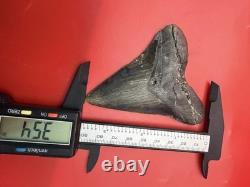 Incredible Megalodon Tooth Beautiful Symmetrical 3.54 All Natural No Repair