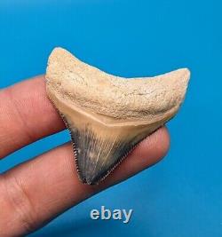 Incredible Rare Color Combination 1.75 Posterior Megalodon Shark Tooth BV Gem