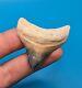 Incredible Rare Color Combination 1.75 Posterior Megalodon Shark Tooth Bv Gem