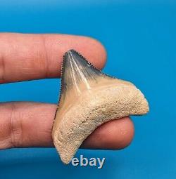 Incredible Rare Color Combination 1.75 Posterior Megalodon Shark Tooth BV Gem