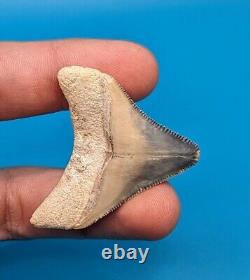 Incredible Rare Color Combination 1.75 Posterior Megalodon Shark Tooth BV Gem