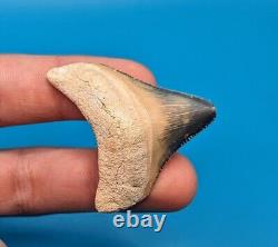 Incredible Rare Color Combination 1.75 Posterior Megalodon Shark Tooth BV Gem