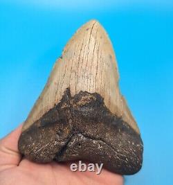 Incredible XL 5.15 Megalodon Shark Tooth All Natural No Restoration