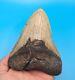 Incredible Xl 5.15 Megalodon Shark Tooth All Natural No Restoration