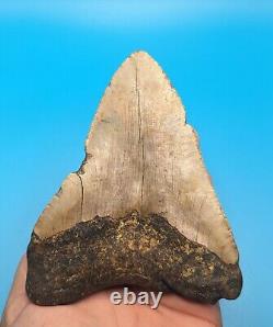 Incredible XL 5.15 Megalodon Shark Tooth All Natural No Restoration
