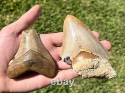 Indonesia Megalodon Teeth LOT OF 2 BIG Natural Fossil Shark Tooth Indonesian