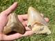 Indonesia Megalodon Teeth Lot Of 2 Big Natural Fossil Shark Tooth Indonesian