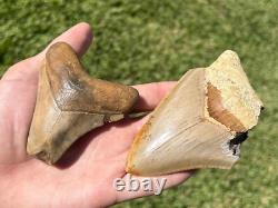 Indonesia Megalodon Teeth LOT OF 2 BIG Natural Fossil Shark Tooth Indonesian