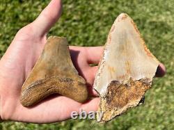 Indonesia Megalodon Teeth LOT OF 2 BIG Natural Fossil Shark Tooth Indonesian