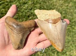 Indonesia Megalodon Teeth LOT OF 2 BIG Natural Fossil Shark Tooth Indonesian