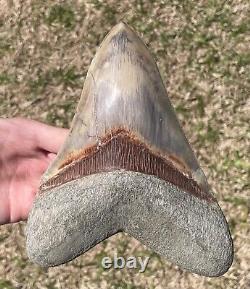 Indonesia Megalodon Tooth Fossil 6.8 w Deformation Sharks Tooth Indonesian