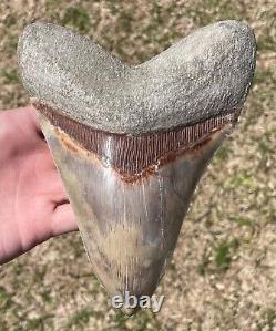 Indonesia Megalodon Tooth Fossil 6.8 w Deformation Sharks Tooth Indonesian