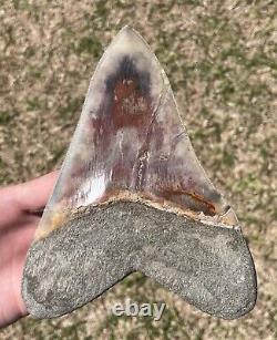 Indonesia Megalodon Tooth Fossil 6.8 w Deformation Sharks Tooth Indonesian