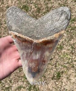 Indonesia Megalodon Tooth Fossil 6.8 w Deformation Sharks Tooth Indonesian