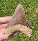 Indonesia Megalodon Tooth Fossil Huge 4.05 Shark Indonesian