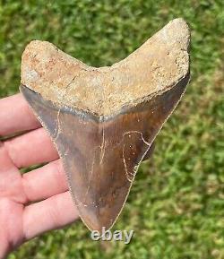 Indonesia Megalodon Tooth Fossil HUGE 4.05 Shark Indonesian