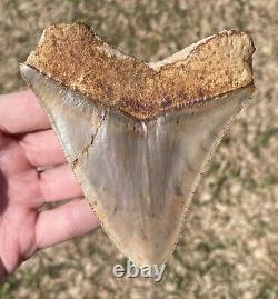 Indonesia Megalodon Tooth Fossil HUGE 4.1 NO RESTORATION Shark Indonesian