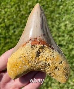 Indonesia Megalodon Tooth Fossil HUGE 4.25 Sharks Tooth QUALITY Rare