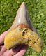 Indonesia Megalodon Tooth Fossil Huge 4.25 Sharks Tooth Quality Rare
