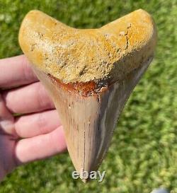 Indonesia Megalodon Tooth Fossil HUGE 4.25 Sharks Tooth QUALITY Rare