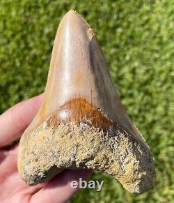 Indonesia Megalodon Tooth Fossil HUGE 4.4 Sharks Tooth QUALITY Rare