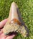 Indonesia Megalodon Tooth Fossil Huge 4.4 Sharks Tooth Quality Rare