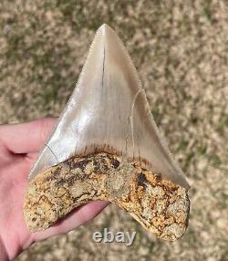 Indonesia Megalodon Tooth Fossil HUGE 4.6 NO RESTORATION Shark Indonesian