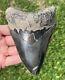Indonesia Megalodon Tooth Fossil Huge 4.75 Shark Indonesian Meg