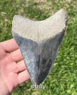 Indonesia Megalodon Tooth Fossil HUGE 4.75 Shark Indonesian Meg