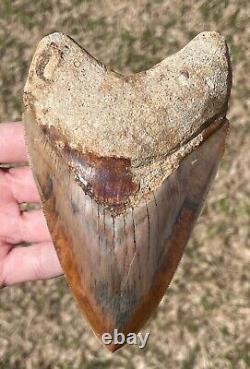 Indonesia Megalodon Tooth Fossil HUGE 5.1 NO RESTORATION Shark Indonesian