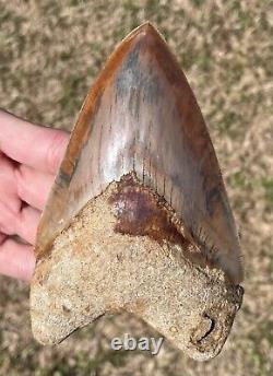 Indonesia Megalodon Tooth Fossil HUGE 5.1 NO RESTORATION Shark Indonesian