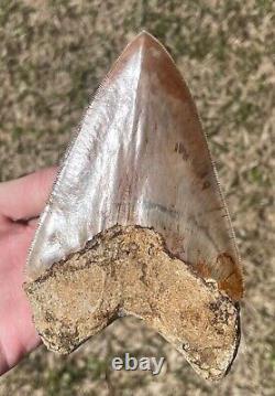 Indonesia Megalodon Tooth Fossil HUGE 5.1 NO RESTORATION Shark Indonesian