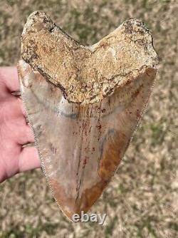 Indonesia Megalodon Tooth Fossil HUGE 5.1 NO RESTORATION Shark Indonesian