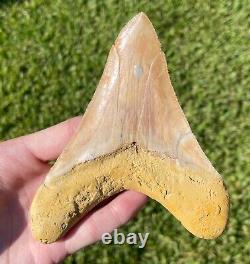Indonesia Megalodon Tooth Fossil HUGE 5.1 Sharks Tooth QUALITY Rare