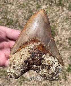 Indonesia Megalodon Tooth Fossil HUGE 5.25 NO RESTORATION Shark Indonesian