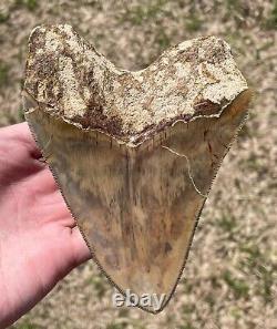 Indonesia Megalodon Tooth Fossil HUGE 5.25 NO RESTORATION Shark Indonesian